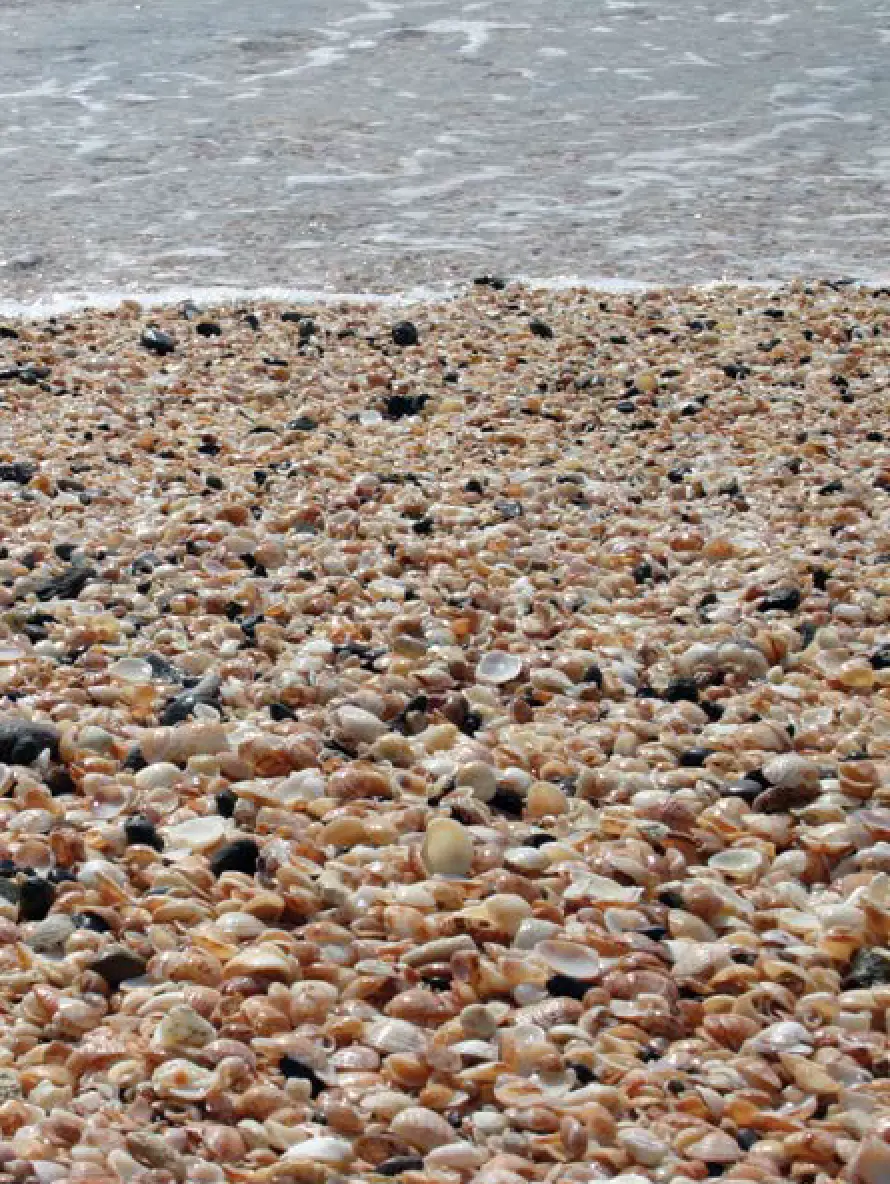 Shell Beach